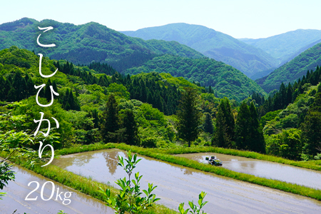 【白米】【20kg】新米 令和7年産 日南町 高級米 七金星 (ななきんぼし) コシヒカリ 真空パック 米 お米 おこめ 鳥取県日南町 こしひかり