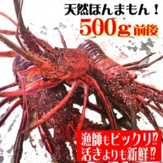 活き〆伊勢海老500g(1～3尾)天然高知県産　刺身OK!誰でも簡単調理説明書付き。