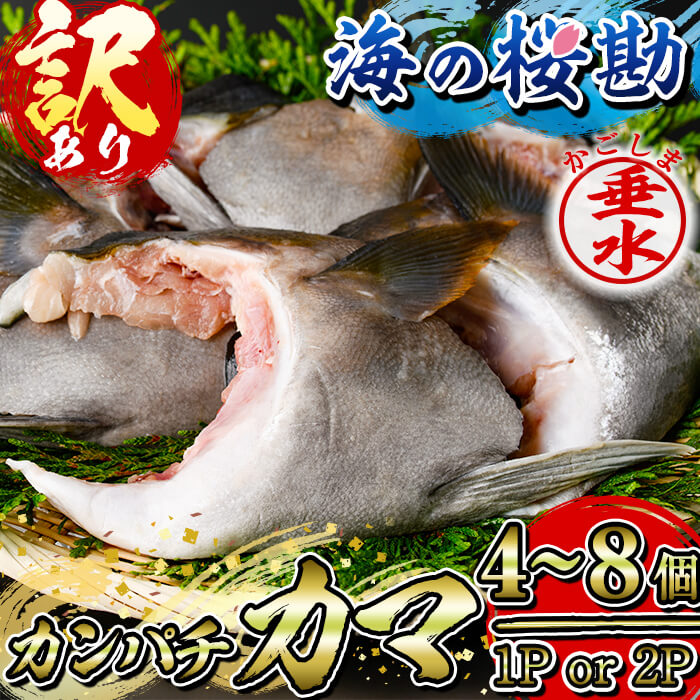 【ふるさと納税】＜レビューキャンペーン実施中＞【訳あり】【内容量が選べる！】鹿児島県垂水市産カンパチ『海の桜勘』カマ 1〜2P(計800g以上or1.6kg以上) 魚 魚介 海鮮カンパチ かんぱち 勘八 カマ かま 塩焼き 煮付け 冷凍 国産 鹿児島産 垂水【垂水市漁業協同組合】