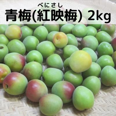 ふるさと納税 若狭町 6月中旬から順次発送　青梅(紅映梅)　2kg　2Lサイズ前後　秀と優の混合