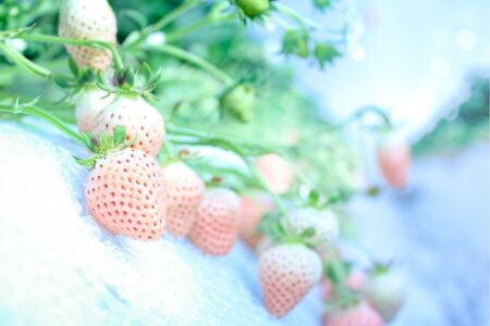 【完熟クラフト苺BERRY】海外セレブ御用達【樹上完熟白いちご】淡雪（あわゆき）約500g（出荷2025年12月上旬～2026年5月下旬）
