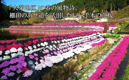 《令和7年産新米受付開始》【3回定期便】白米 10kg 令和7年産 あきたこまち岡山 「おおがや米」生産組合　G-bg-BEFA