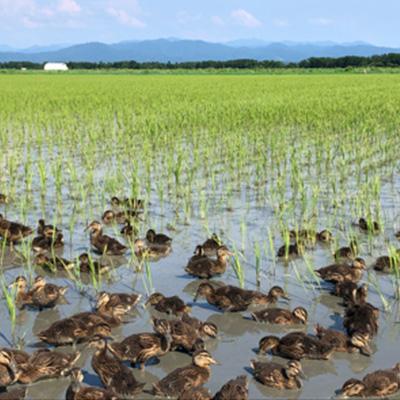 ふるさと納税 大潟村 【令和7年11月中旬から発送】もち米　玄米5kg (栽培期間中　農薬不使用・化学肥料不使用) |  | 03