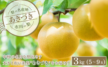 市川の梨「あきづき」3kg(5～9玉)　【12203-0218】