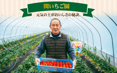 いちご 定期便3回 完熟 とちあいか 大粒 約1080g | イチゴ 大粒 栃木県 茂木町