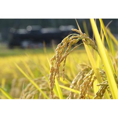 ふるさと納税 阿賀野市 【令和7年産】新潟産 新之助 5kg×1袋 |  | 01