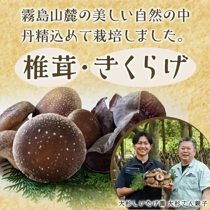香り立つ!!「きのこ餃子」36個〔LF-8701〕_(都城市) ギョウザ 12個入り 3パック 椎茸 きくらげ 都城産ブランド豚 きなこ豚 きゃべつ ニラ ニンニク使用 ヘルシー餃子 大杉しいたけ園
