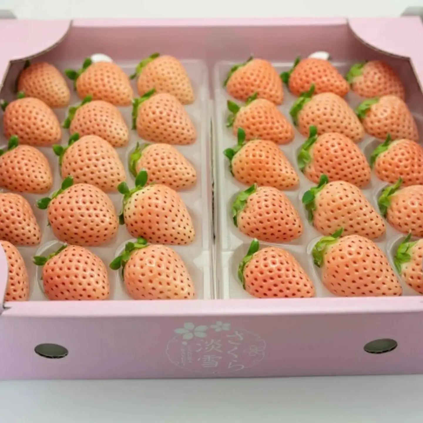 先行受付開始！【定期便3回】希少価値 佐賀県産 いちご 淡雪 220g（6玉～20玉）×2パック 2027年1~3月発送：B395-008
