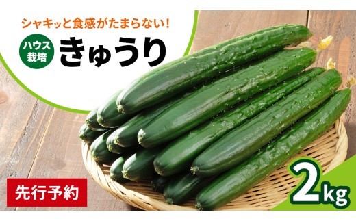 シャキッと美味しい！ 瀬戸内産 きゅうり 約2kg  【2026年 9月以降発送】 越田農園 離島 国産 野菜 旬の野菜 夏野菜 秋野菜 生かじり お取り寄せ ギフト 産地直送 広島県 大崎上島町