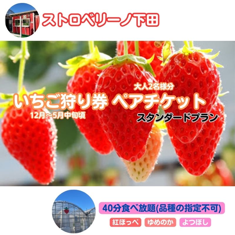 【ふるさと納税】ストロベリーノ下田いちご狩り券2名様（スタンダードプラン）　体験チケット チケット
