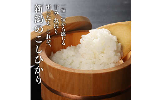 令和8年産 コシヒカリ 新潟 10kg×8か月 坂井ファーム 特別栽培米コシヒカリ 米 お米 定期便 10kg 5kg×2袋 80kg 8か月 新潟 新発田 コシヒカリ seidaSK008