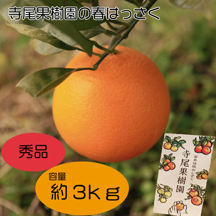 【ふるさと納税】キナリ 完熟 「春はっさく」 秀品 3kg (土居町天満産)