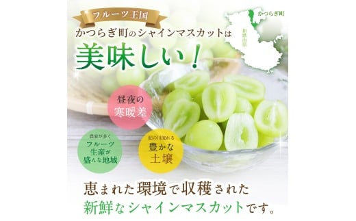 先行予約！ 朝摘み シャインマスカット 秀品 2房（約1.2kg）こだわり農家厳選！【2026年8月末から9月末順次発送予定】/ フルーツ ぶどう ブドウ 葡萄 マスカット 和歌山県 かつらぎ町 ジュ
