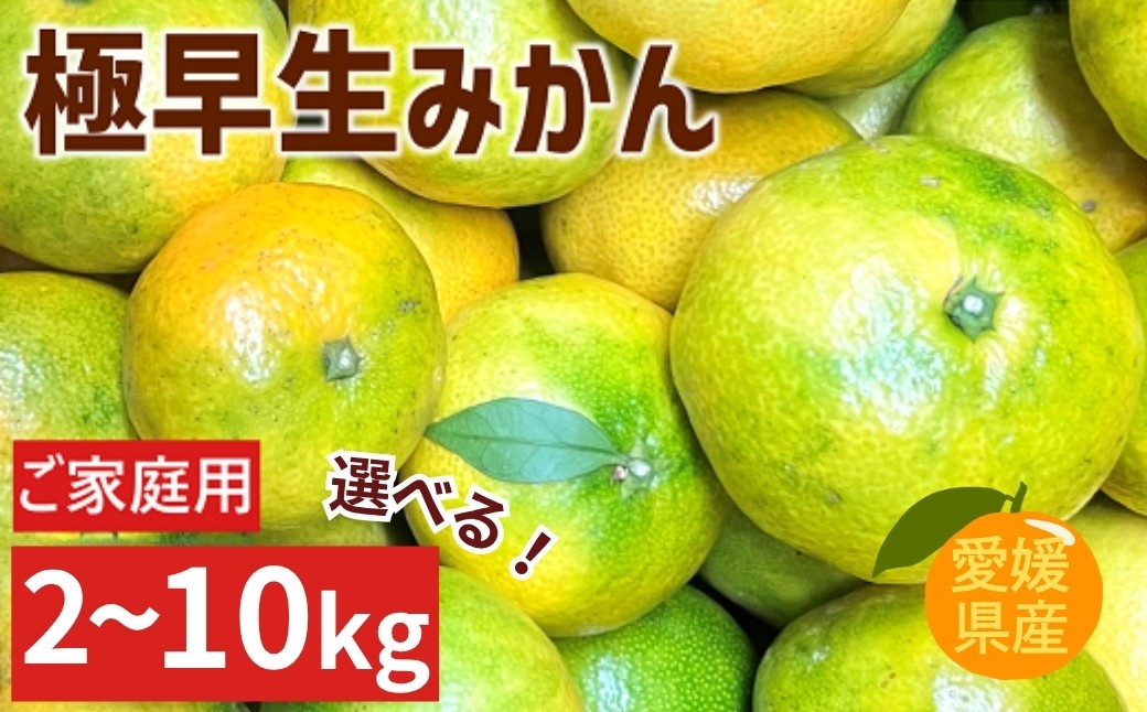 
                  【2026年先行予約】極早生みかん ご家庭用 【選べる容量】 2kg 5kg 10kg 農園直送 【9月下旬以降順次発送予定】 みかん 数量限定 愛媛県産 人気 柑橘 伊予市
                