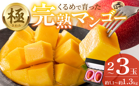 【2026年6月以降お届け】極　完熟マンゴー（2〜3玉：約1.1〜1.3kg） _ 完熟マンゴー 2 〜 3玉 約1.1kg 1.3kg 平均糖度 17度〜18度 完熟 マンゴー 倉重農園 フルーツ トロピカルフルーツ 果物 デザート 冷蔵 クール便 お取り寄せ お取り寄せフルーツ 福岡県 久留米市 送料無料 _Fm020