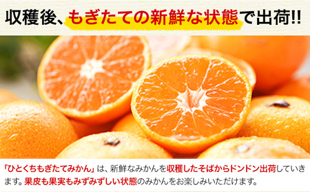 訳あり みかん ひとくちもぎたてみかん 約 3kg (3kg×1箱) S-3Sサイズ 訳あり ご家庭用 熊本県産 （荒尾市産含む） 期間限定 フルーツ 果物 旬 冬 柑橘 小玉 みかん《10月下旬-1