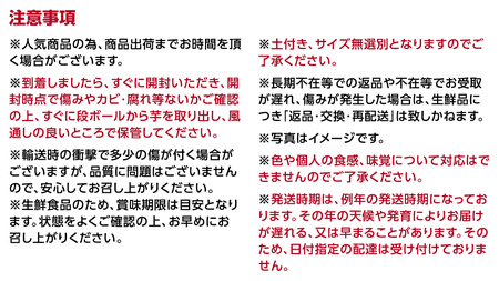 茨城県産 紅はるか 5kg 土付き 無選別 熟成 さつまいも