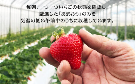 【先行予約】【その日一番のあまおうを即日出荷！】 本格 あまおう ( 285g × 2パック) 【2026年1月以降順次発送】いちご 苺 糸島市 / みのりのりん [ABD002] ランキング 上位 