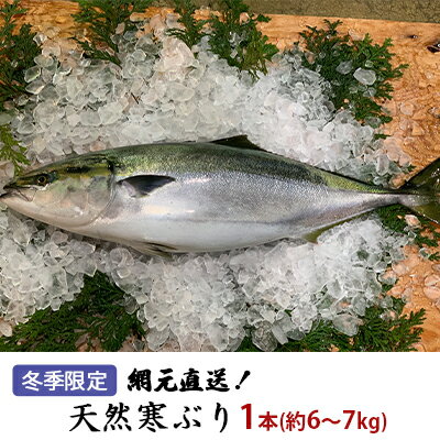 【ふるさと納税】【納品日指定不可】網元直送！天然能登寒ぶり1本（約6～7kg） 魚介類 活〆 　お届け：2025年11月下旬～2026年1月下旬※お届け日の指定は出来ません。水揚げ次第の出荷になります。