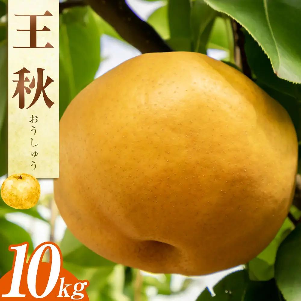 王秋梨 10kg JA ※2026年10月下旬～11月下旬頃に順次発送予定 |梨