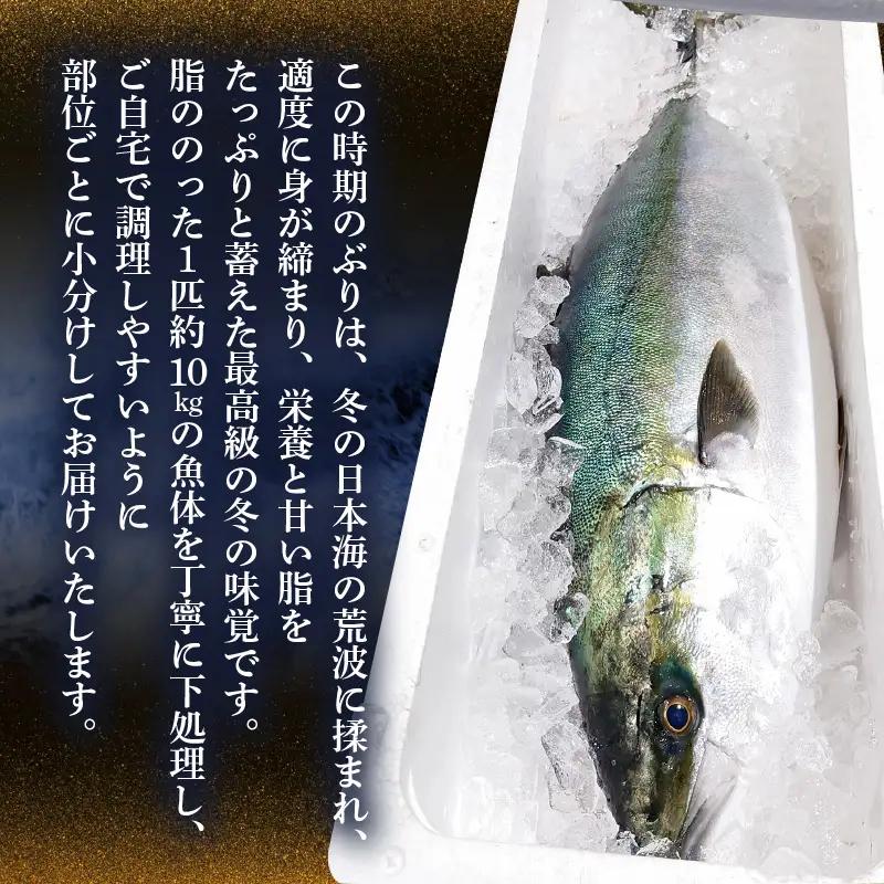 【先行予約】若狭・日向の天然寒ブリ 脂たっぷり 部位ごと食べ比べ  Aセット（腹＋背 計800g前後）【2026年12月下旬以降順次発送】寒ぶり [m17-e004]