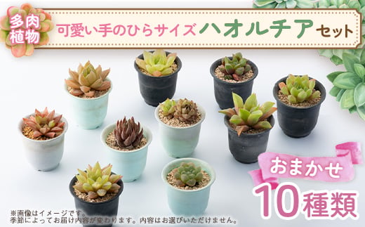 
                  多肉植物10種類ハオルチアセット_多肉植物 ハオルチア セット 観葉植物 ガーデニング 栽培 人気【1494053】
                