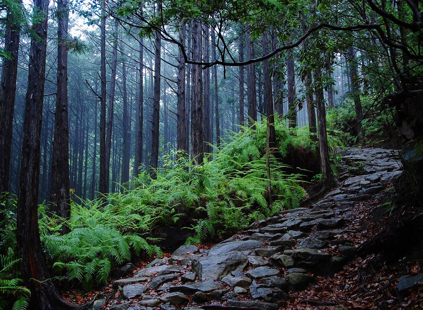 世界遺産　熊野古道