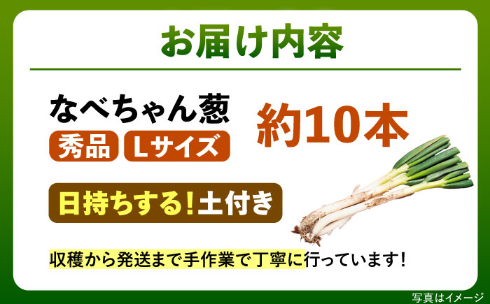 【先行予約】【2026年11月発送開始】ねぎ 焼いてそのまま美味しい！なべちゃん葱(土付き) 秀品 Lサイズ2.5kg 約10本 ねぎ ネギ 野菜 白ネギ 長ネギ 2.5kg 2.5キロ 産地直送 鍋