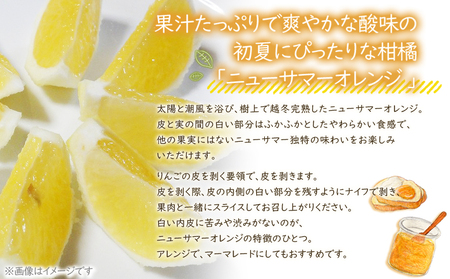 ＜カネエの西宇和産 越冬完熟ニューサマーオレンジ 家庭用 3kg前後＞ 家庭用 農家直送 果物 くだもの フルーツ ミカン 日向夏 小夏 食べて応援 特産品 いのうえ農園 愛媛県 西予市 【常温】『2