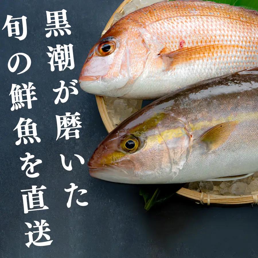 鮮魚 3kg- 鮮魚ボックス 詰め合わせ 刺身 刺し身 さしみ 鮮度抜群 産地直送 高知県産