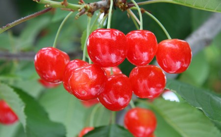 山形特産 さくらんぼ 佐藤錦 L 800g(200g×4パック入)【令和8年産先行予約】FU22-972 くだもの 果物 フルーツ 山形 山形県 山形市 2026年産