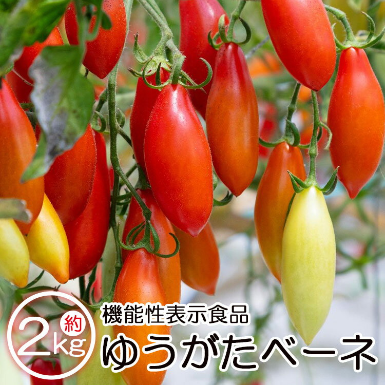 【ふるさと納税】機能性表示食品 ミニトマト ゆうがたベーネ 約2kg（1kg×2箱） - 送料無料 プチトマト フルーツトマト ギフト お礼 御礼 感謝 のし対応 高糖度 お歳暮 御歳暮 贈答用 贈り物 井上石灰工業株式会社 高知県 香南市【常温】【冷蔵】 is-0009