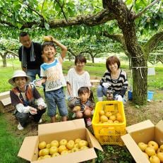 まるごと1本・梨の収穫オーナー【豊水　約250個】