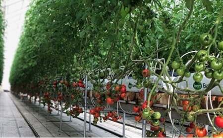 採れたてミディトマト 4kg（500g × 8パック） _b-249