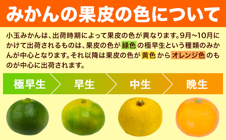 先行予約 ベビーみかん 4kg 旬 小玉 みかん《9月下旬-12月下旬頃出荷》熊本県 南関町 ご家庭用 熊本県産 S-3Sサイズ フルーツ 柑橘 温州みかん 早生 中生 晩生 ジュース ゼリー 訳あり