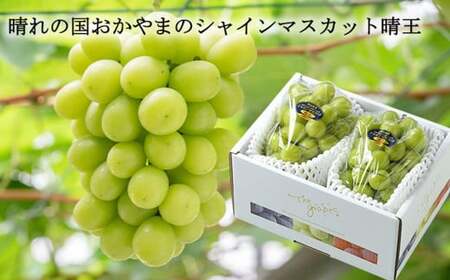 シャインマスカット 晴王 約500g×2房 （計約1kg） 【2025年8月下旬～11月下旬迄発送】 ／ マスカット 葡萄 ぶどう 果物 果実 フルーツ 種なし 皮ごと 大粒 岡山県 美咲町 冷蔵