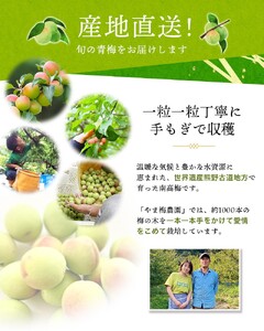 訳あり 梅 梅酒 梅干 青梅 梅ジュース 梅干し 三重県産 / M-3Lのサイズおまかせ！ 訳あり ご家庭用 南高梅 青梅 5kg【2025年6月初旬から6月中旬までに順次発送】【ymu002】