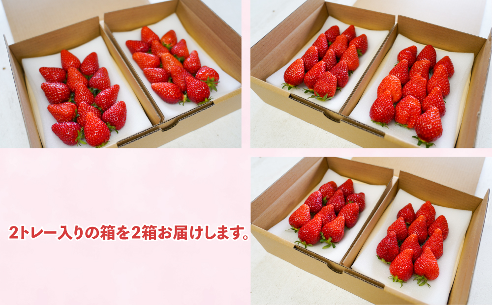 とうみの果物　冬のフルーツ頒布会（３回コース）冬出しシャインマスカットといちごの頒布会 | 長野県 長野 東御市 人気 ぶどう 贈答用 ギフト 2房 冬 フルーツ 果物 おすすめ 厳選 種無し 皮ごと