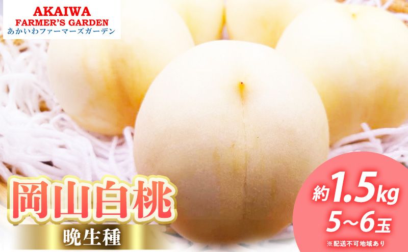 桃 2025年 先行予約 岡山の白桃（晩生種）約1.5kg 5～6玉 もも 岡山県 赤磐市産 フルーツ 果物 あかいわファーマーズガーデン