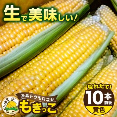 ふるさと納税 糸島市 糸島産 トウモロコシ「もきっこ」黄(10本前後) 糸島市/内田農業[AZH001]