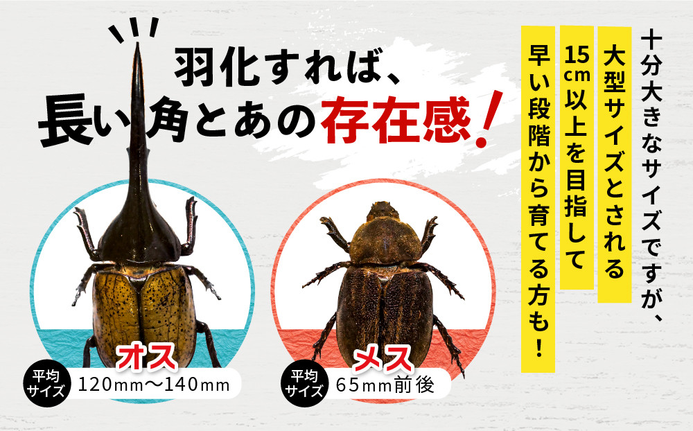 【先行予約】ヘラクレスオオカブト幼虫ペア ※育て方の説明書付き※配送不可地域あり【2026年6月から順次発送】