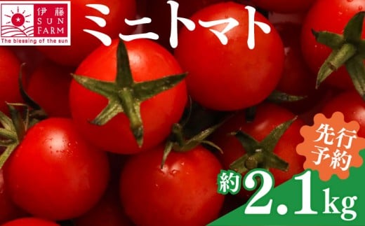 【 先行予約 】 ミニトマト 約 2 kg 以上 トマト プチトマト 期間限定 数量限定 甘い 野菜 やさい サラダ フルーツ 新鮮 旬 濃厚 小分け 人気 おすすめ サラダ お弁当 送料無料 産地直送 千葉県 旭市 伊藤SUN FARM isf001