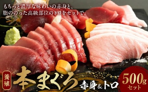 本マグロ （養殖） 赤身 ＆ トロ セット 500g_AZ6019