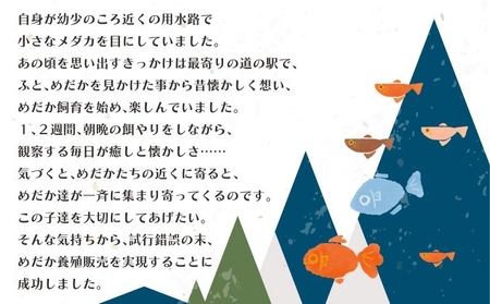 レーヴめだか　(2ペア)　めだか メダカ 魚 レーヴ 山梨 都留市