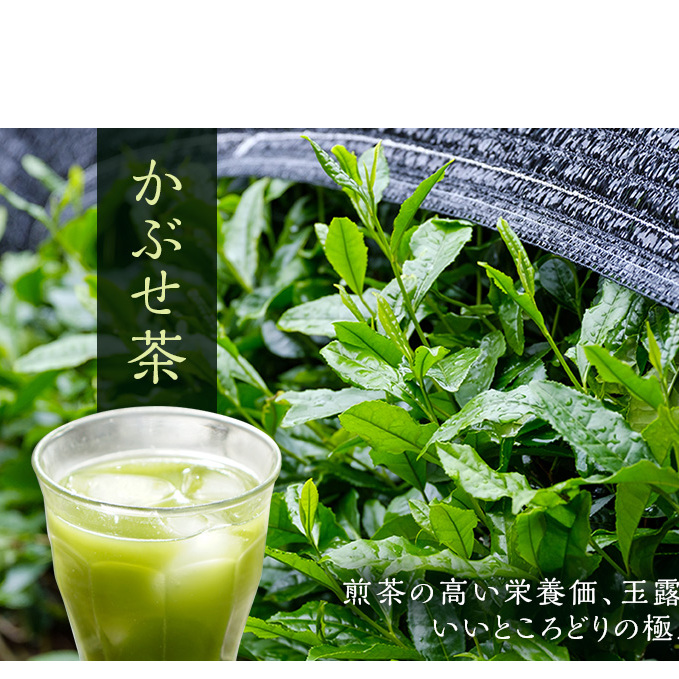 粉末かぶせ茶400g　人気の緑茶を臼挽きで粉末に　宇治茶の木谷製茶場　〈 かぶせ茶 緑茶 宇治茶 粉末 粉末茶 お茶 茶 煎茶 玉露 上級 日本緑茶 臼挽き カテキン 人気 宇治 〉_イメージ2