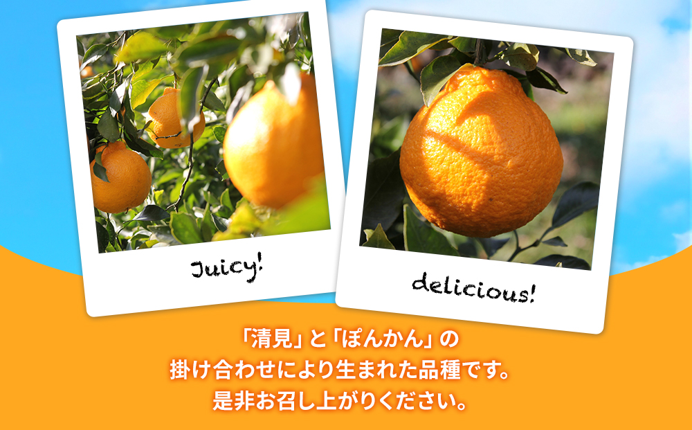 【先行予約】大村農園のみかん 不知火 5kg ミカン 蜜柑 オレンジ 果実 旬のフルーツ 大分県産 九州産 津久見市 国産