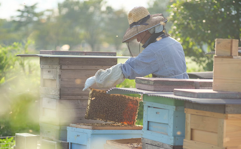 盛岡市 大西養蜂場 無添加・無加工 はちみつ《夏の百花（やぶからし）》600g