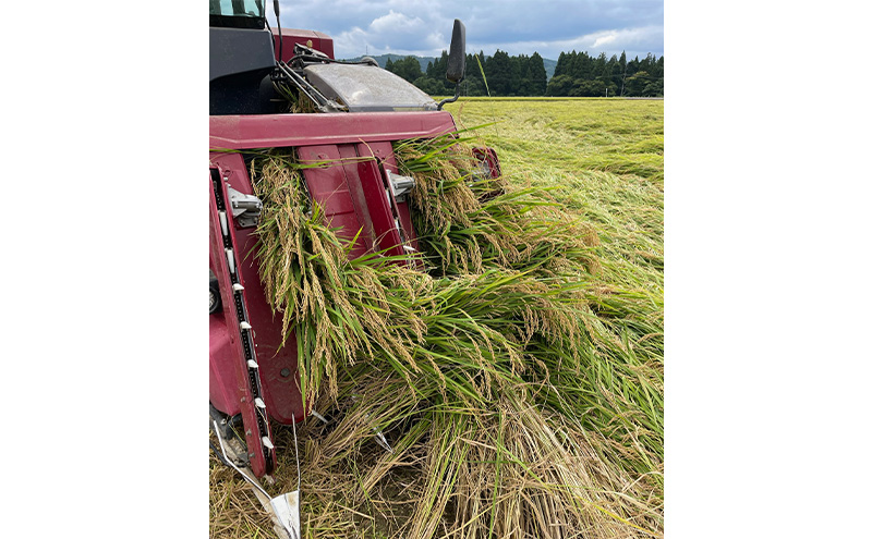 新米予約 令和7年 新潟県産コシヒカリ 特別栽培米 5kg 5キロ 上越市 三和区神田 富永農産 有機肥料、自家製たい肥を使用し米つくり 送料無料