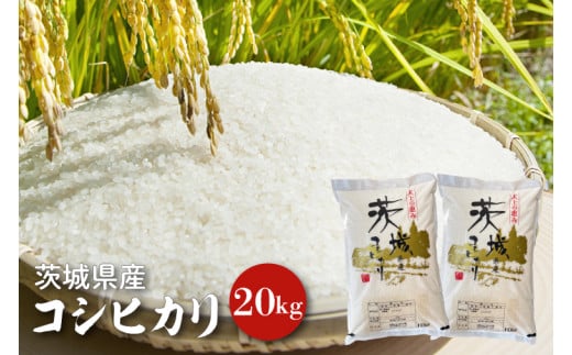 【令和6年産】茨城県産コシヒカリ 20kg 【お米 ごはん こしひかり 老舗 米屋 おにぎり ごはん 茨城県 水戸市 20キロ】(HQ-83)