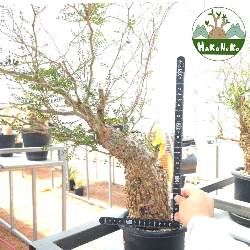 【ふるさと納税】オペルクリカリア・パキプス「塊根植物の王様」(発根管理済) Z9｜観葉植物 コーデックス 盆栽 鉢植え インテリア ハコネコ [0595r]